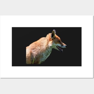 Fox Side View Posters and Art